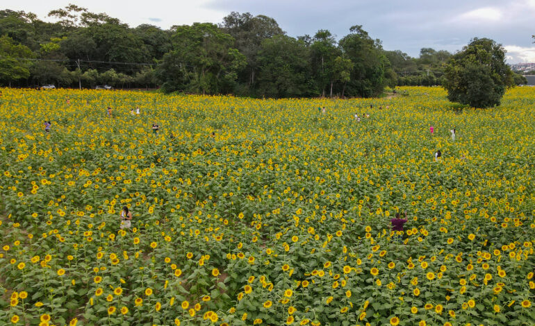  Visite o campo de girassóis que está atraindo a atenção dos moradores de Rondonópolis 🌻✨