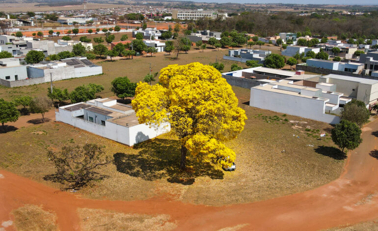  🌸 Ipês em Flor: O espetáculo que colore nossas cidades e corações 🌸