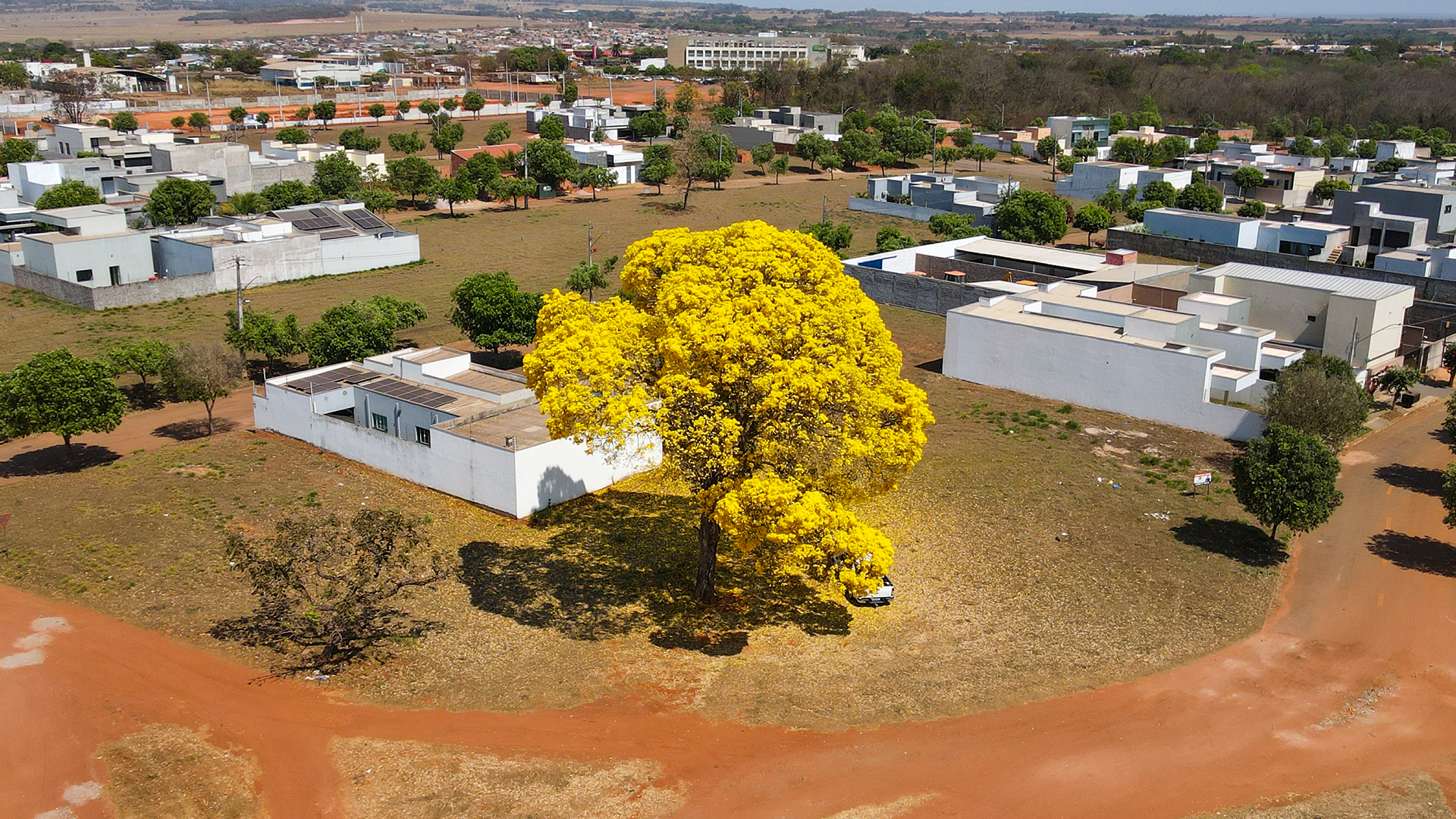Ipês em Flor: O espetáculo que colore nossas cidades e corações